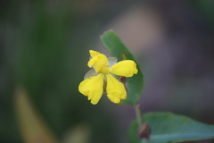 Hibbertia amplexicaulis