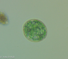 Glaucophyta
