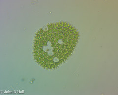Pseudopediastrum boryanum
