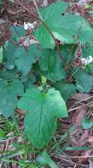 Rubus crataegifolius