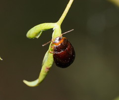Paropsisterna rufipes