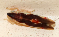 Erythroneura aclys