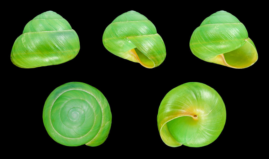 Asperitas bimaensis