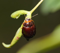 Paropsisterna rufipes