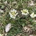 Mountain Pennycress - Photo (c) Jason Grant, some rights reserved (CC BY), uploaded by Jason Grant