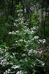 Boronia muelleri