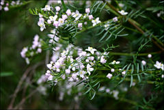 Boronia muelleri