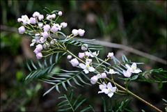 Boronia muelleri