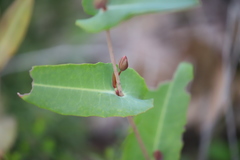 Hibbertia amplexicaulis