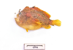 Abantennarius coccineus