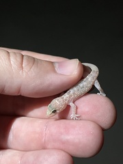 Hemidactylus turcicus
