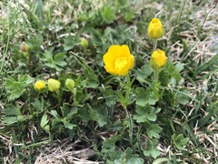 Ranunculus carinthiacus