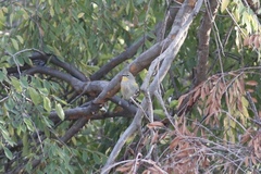 Setophaga coronata