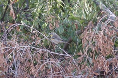 Setophaga coronata