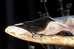 Setophaga coronata