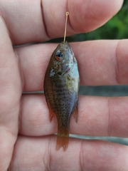 Lepomis miniatus