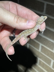 Hemidactylus turcicus