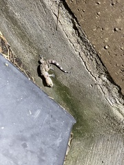 Hemidactylus turcicus