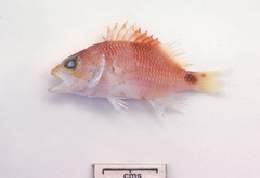 Plectranthias maculicauda