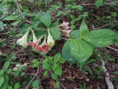 Weigela subsessilis