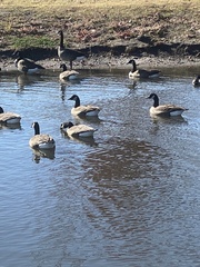 Branta canadensis