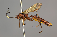 Ectopimorpha wilsoni