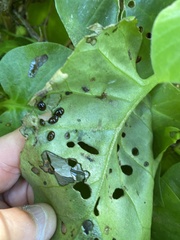 Plectonycha correntina
