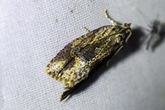 Thrincophora