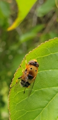 Austalis pulchella