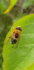 Austalis pulchella