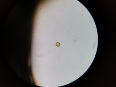 Coscinodiscophycidae