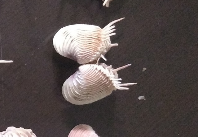 Hysteroconcha multispinosa