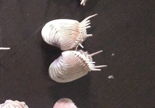 Hysteroconcha multispinosa