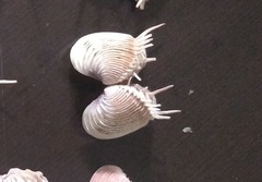 Hysteroconcha multispinosa