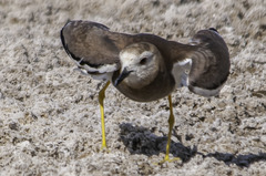 Vanellus leucurus