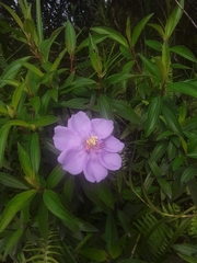 Melastoma septemnervium