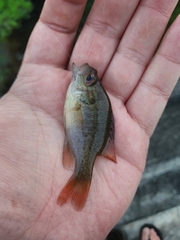 Lepomis miniatus