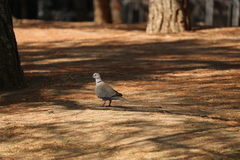 Streptopelia decaocto