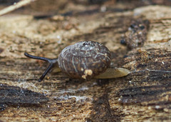 Excellaoma melbournensis