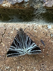 Phrataria replicataria