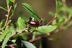 Tanychilus
