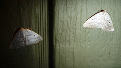 Lomographa glomeraria