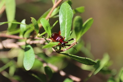Tanychilus