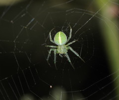 Araneus psittacinus