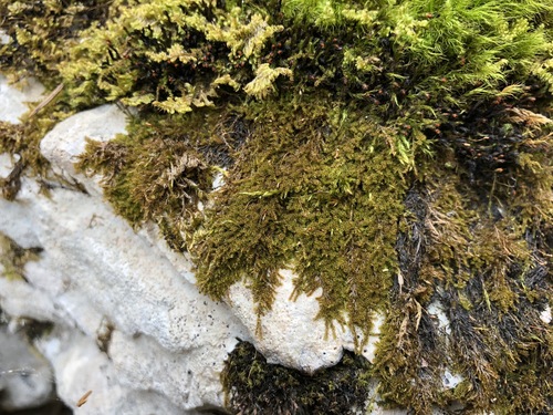 Campylophyllum