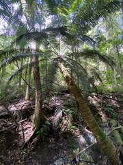 Lepidozamia peroffskyana