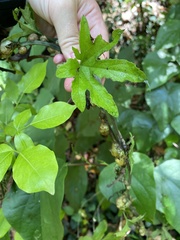 Diplocyclos palmatus