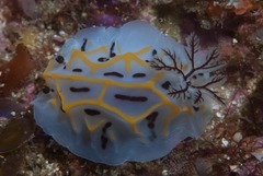 Halgerda dichromis