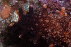 Mithrodia clavigera