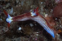 Nembrotha aurea